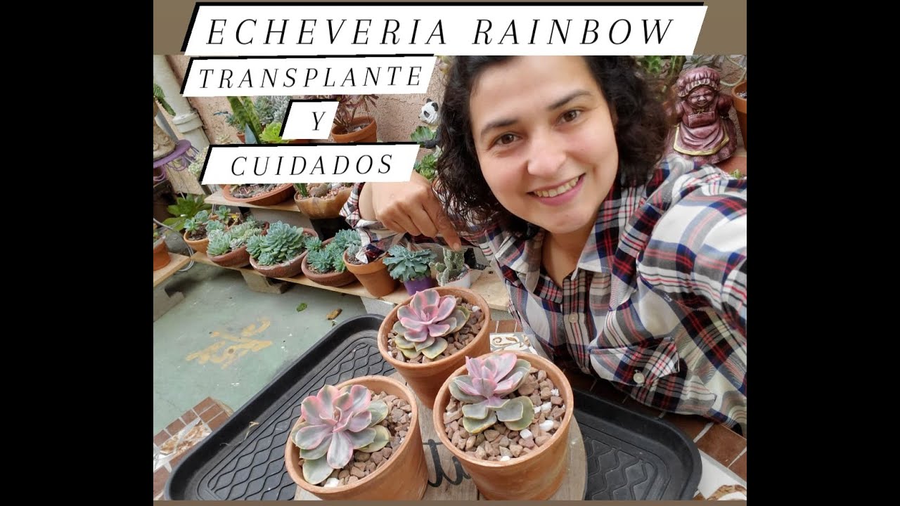 Trasplantando Echeveria Rainbow #cuidados