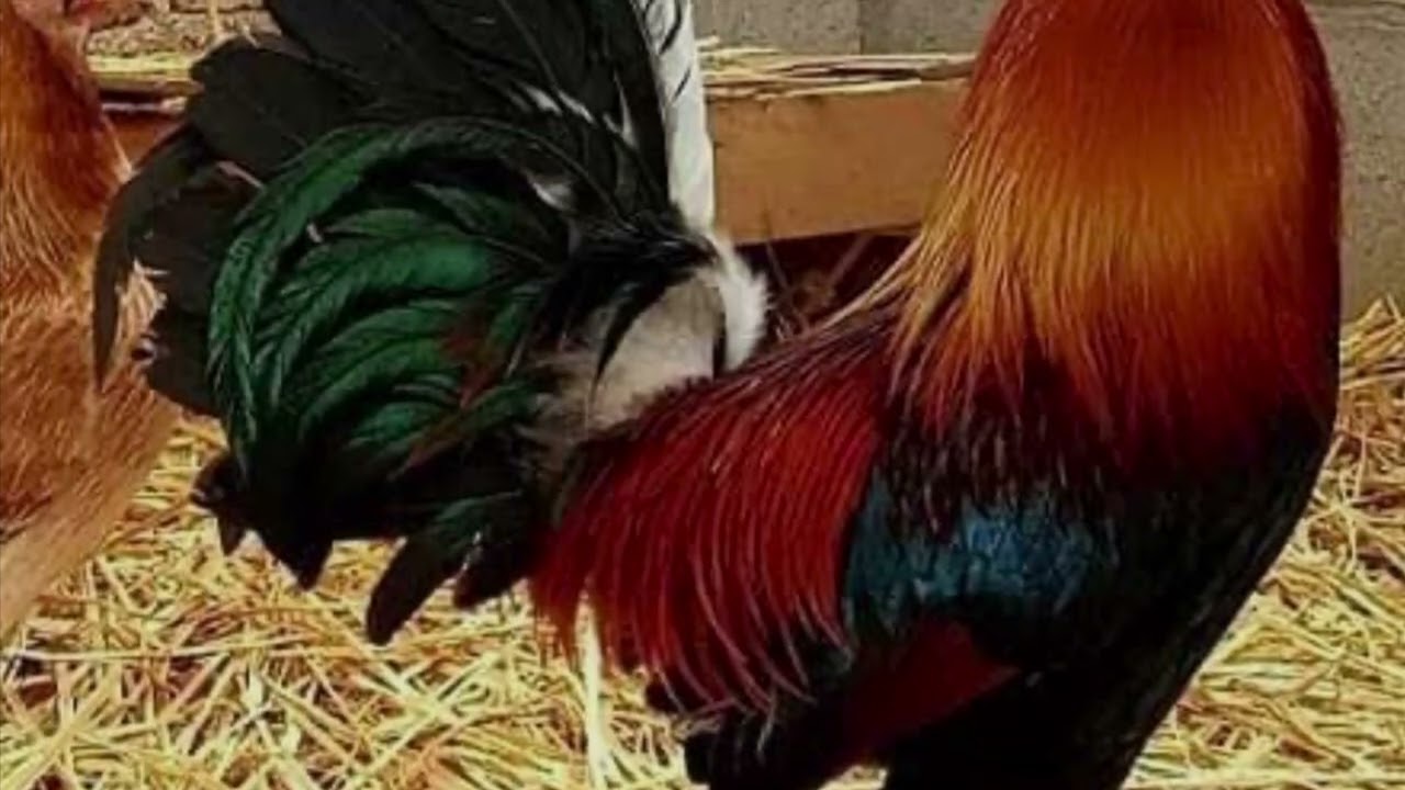 Uvaldo AI Music Un Buen Gallo