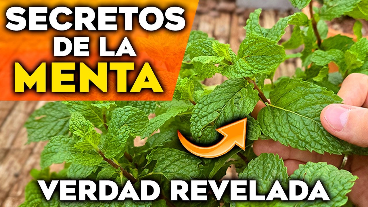 Lo Que NADIE TE CUENTA de la MENTA o HIERBABUENA | 5 Secretos SORPRENDENTES de esta Planta Medicinal