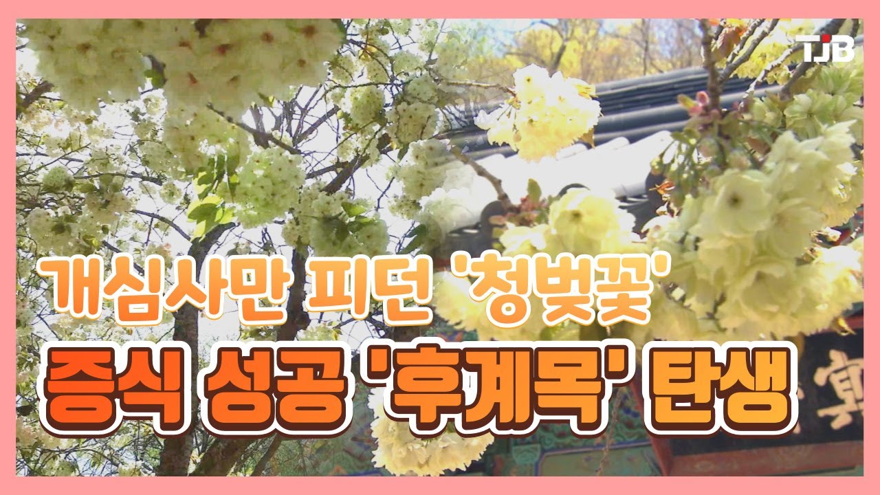 개심사만 피던 '청벚꽃'.. 증식 성공 '후계목' 탄생｜ TJB 대전&middot;충남&middot;세종뉴스