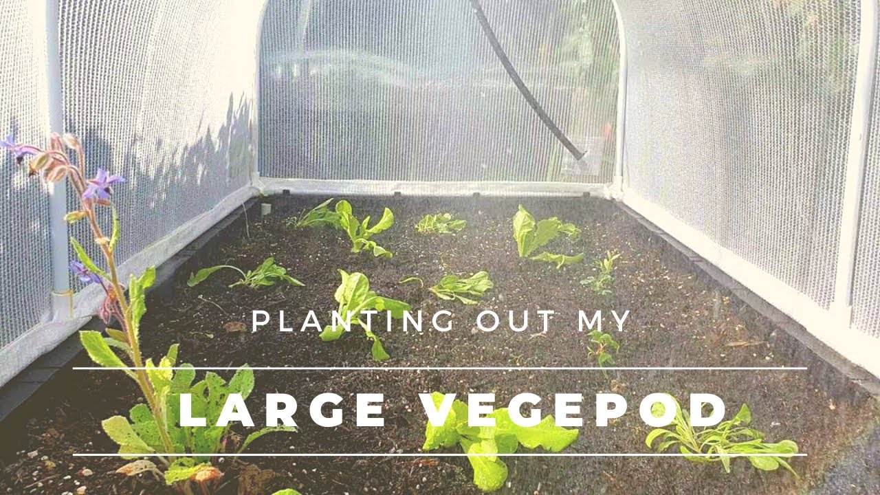 Planting out my Large Vegepod