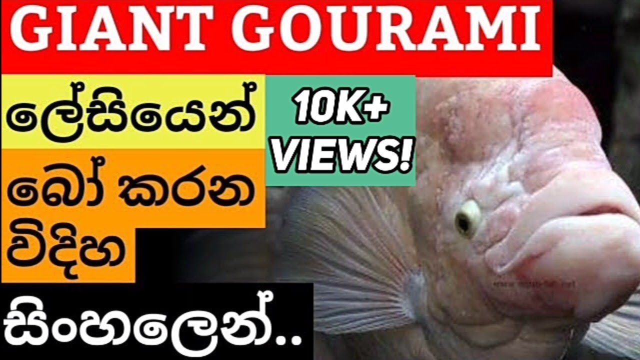 Giant Gourami breeding in Sinhala|How to breed Giant gourami in sinhala..
