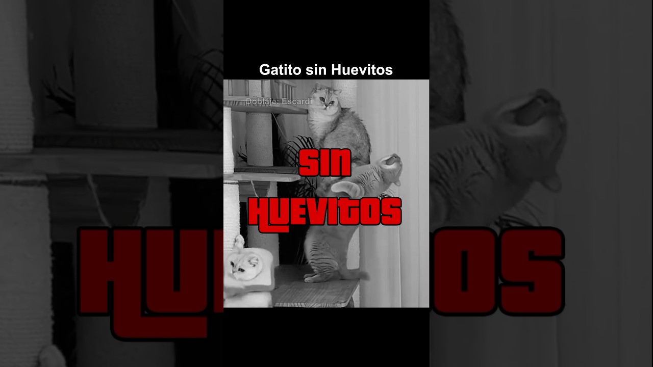 GATITO SIN HUEVITOS