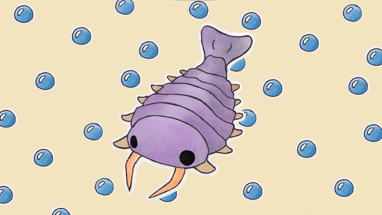 sidneyia !! music for cambrian animals