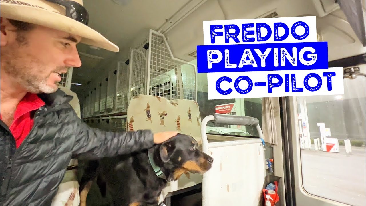 Freddo the Rottweiler is Co-Pilot today on the Doggy Daycare Bus