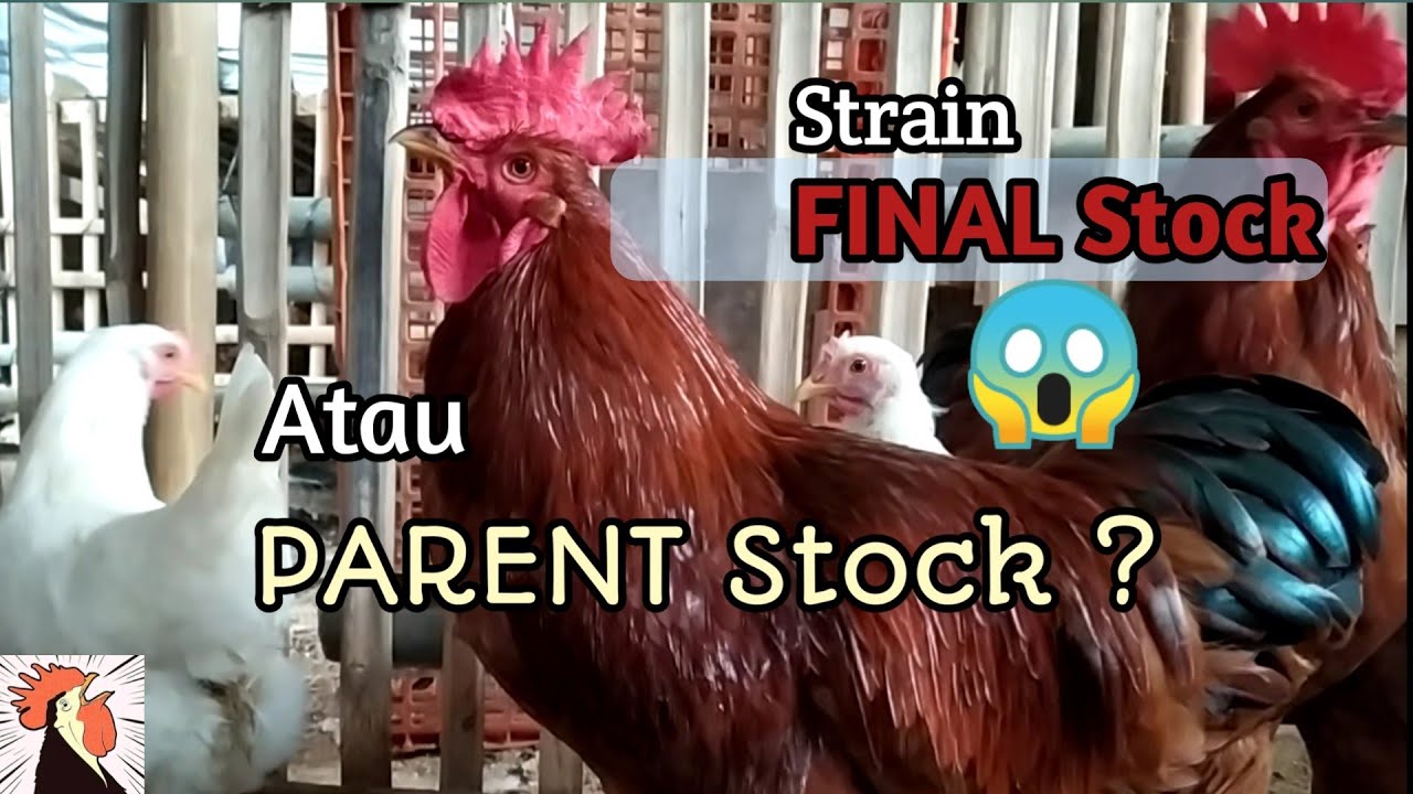 Ayam Petelur Final Stock Dan Parent Stock Modif | Larmod | Layer Modif