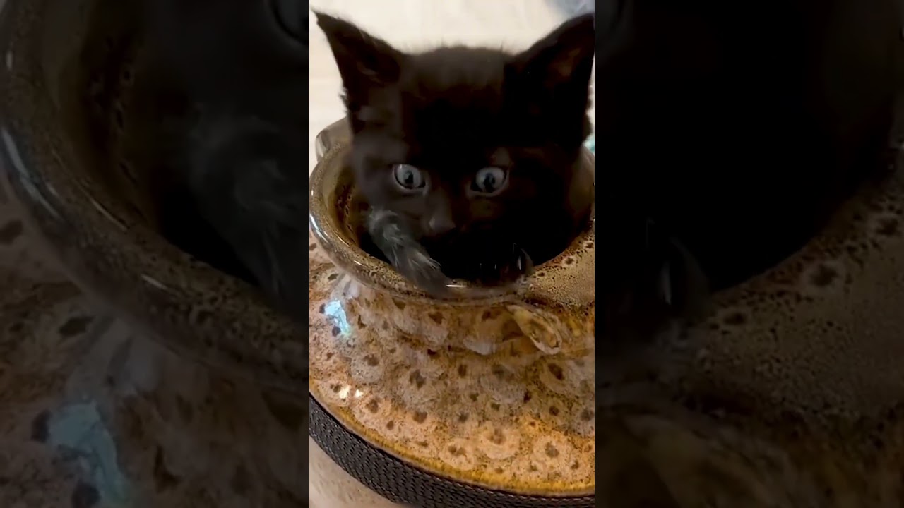 Cats and magic #cat #funnyvideo #funny