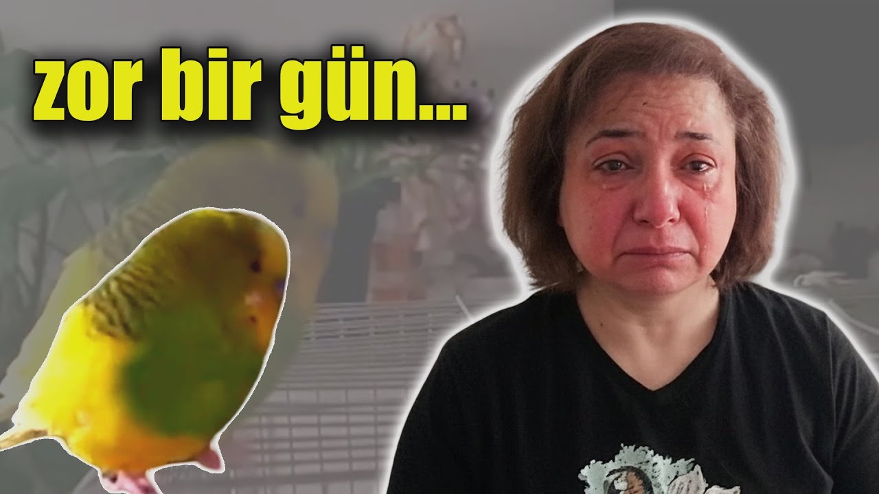 Kuşum hastalandı | Bu videoyu çekmek benim için zordu