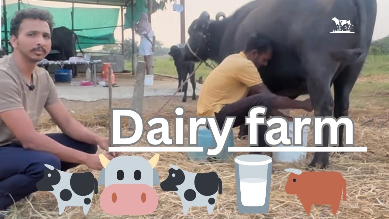 మా దోస్తుగాడు 🐄dairy farm business లో ఎంత సంపాదిస్తున్నాడో తెలుసుకుందాం ??#dailyvlog #dairyfarm 