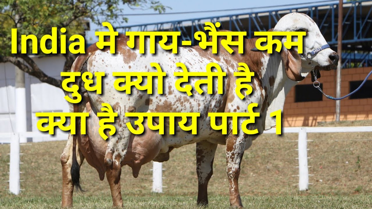 How to increase milk yield गाय भैंस के दुध को बढ़ाने के वेज्ञानिक उपाय पार्ट 1