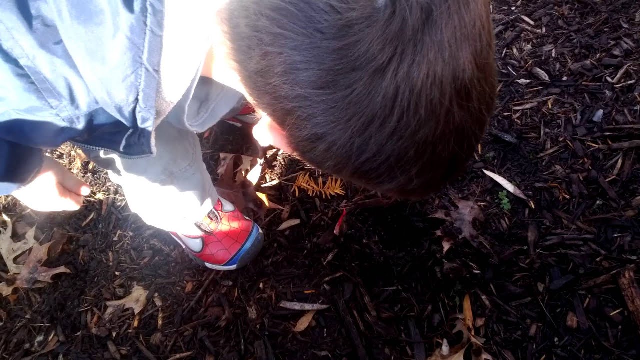 Avery robitaille planting trees