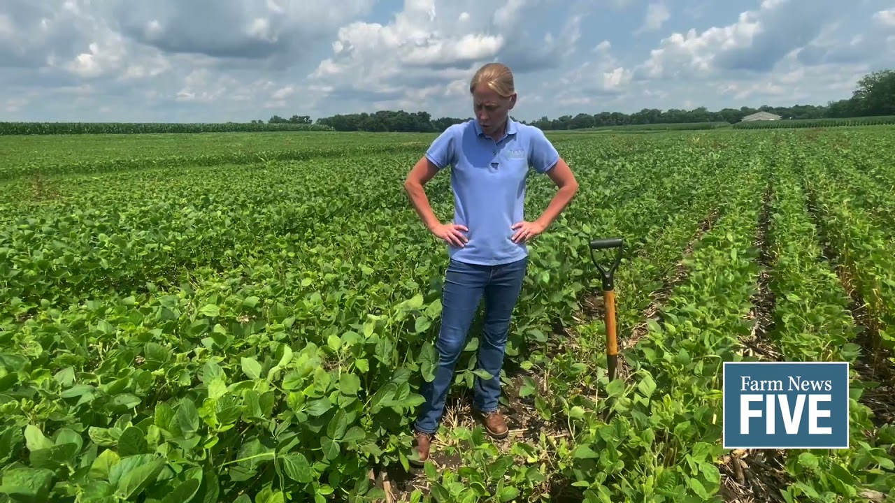 Scout fields for white mold and other soybean diseases