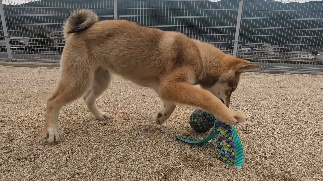 MB③四国犬 2021.8.24生まれ