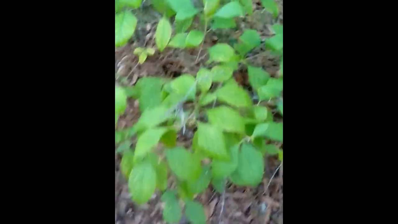 Deer tongue & beauty bush