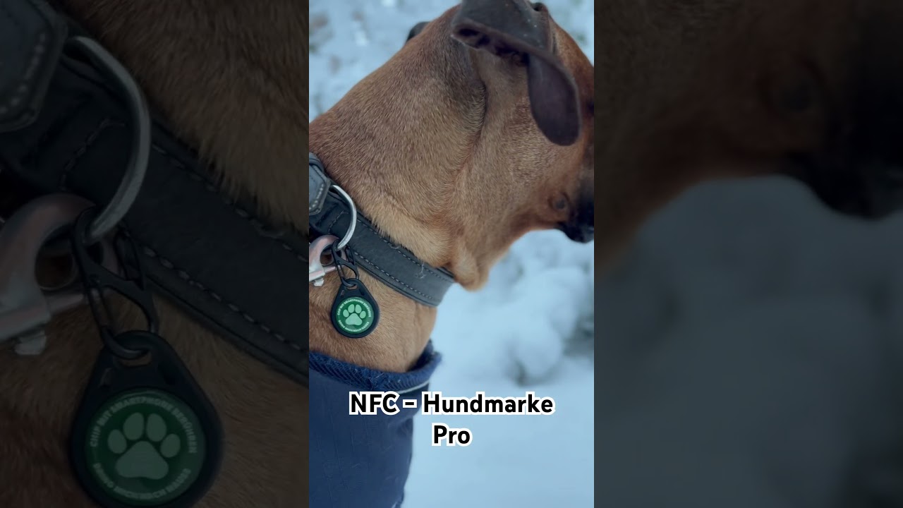 Digitale Hundemarke. Die neue NFC Hundemarke Pro 🐶 #nfc #digitalemarke #hund #nfcmarke
