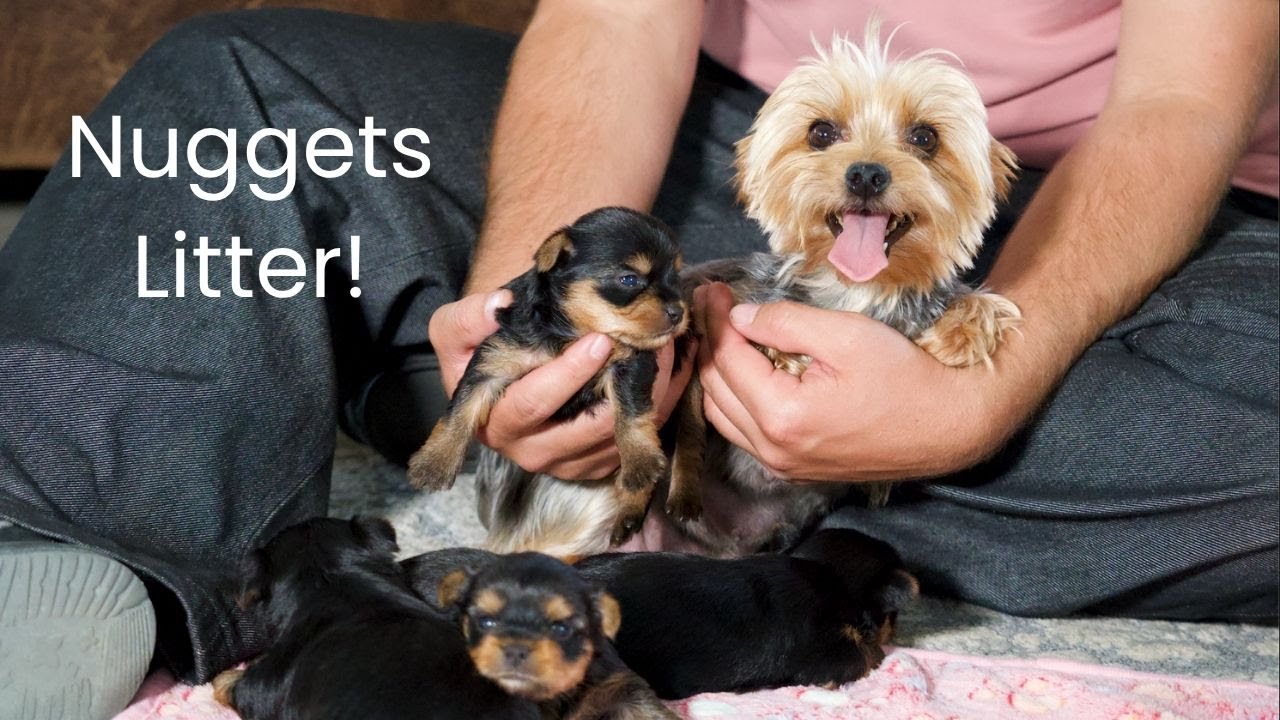Nugget's Yorkie Litter Update!