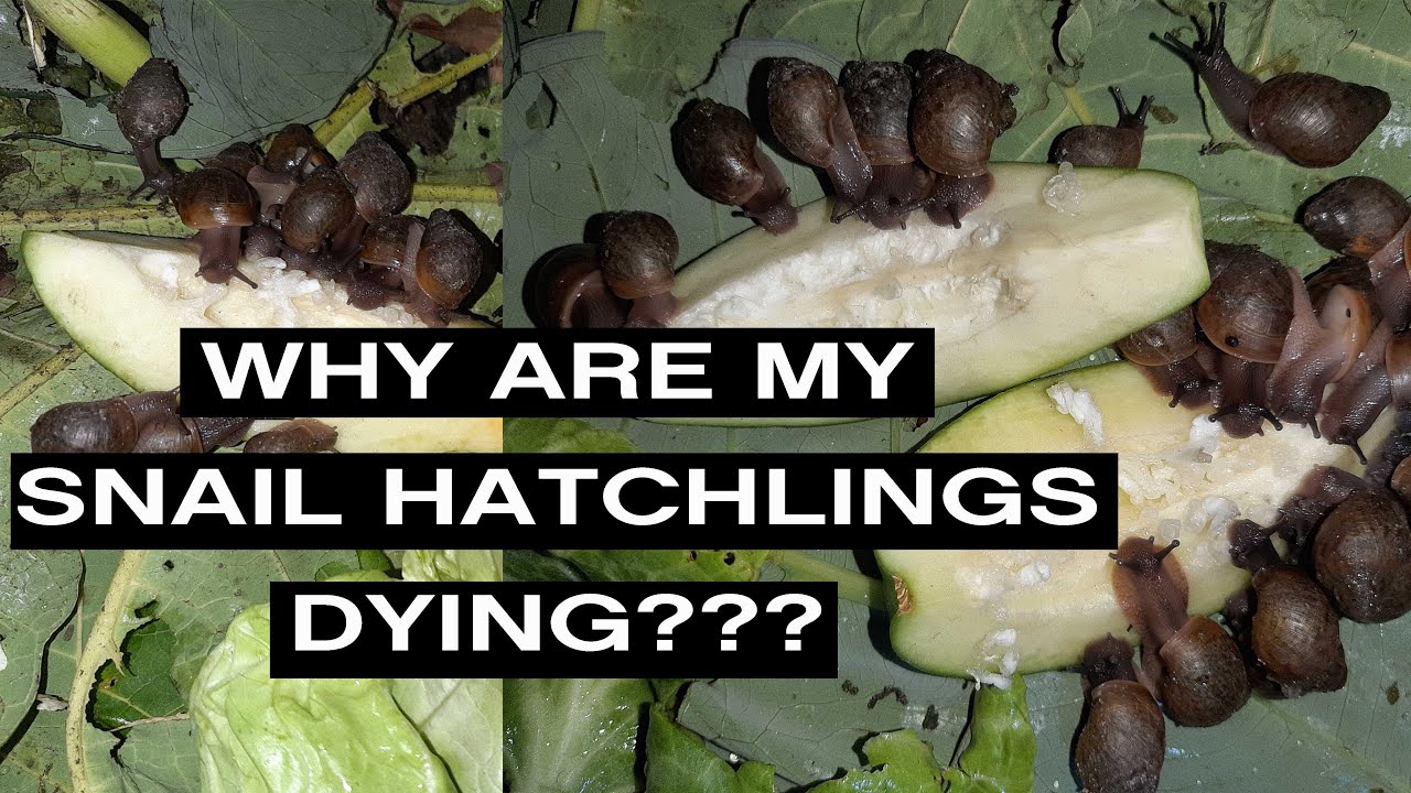 Why are my snail hatchlings dying ?? #ktsamuel #farming #agriculture #snailery #snailfarming