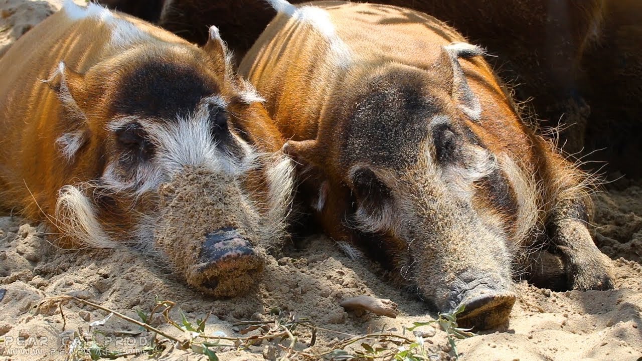 Potamochère - Pastille à Pairi Daiza ( Potamochoerus )