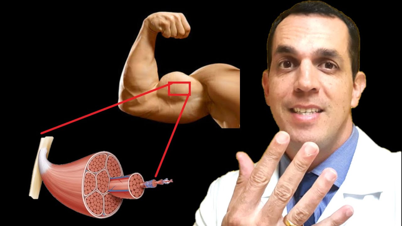 COMO EVITAR O CATABOLISMO MUSCULAR [FISIOLOGIA PRA NÃO PERDER MASSA MUSCULAR] | Dr. Gabriel Azzini