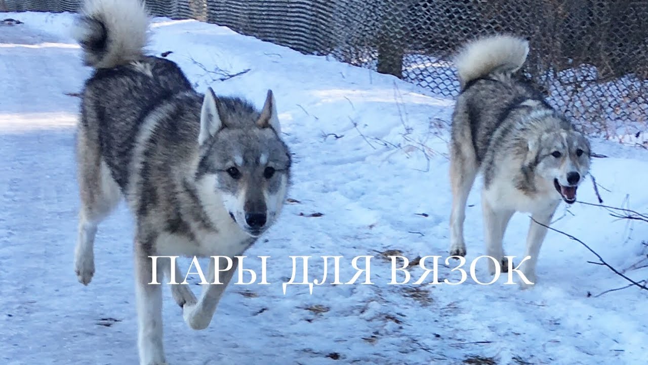 Немного о кровях и как подобрать пару для вязок•часть 1