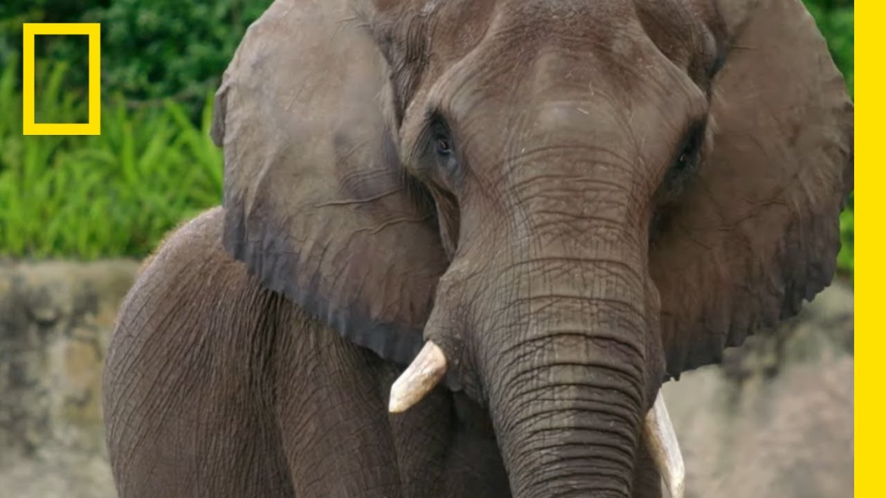 Elephant's 40th Birthday Party | Making Mac a Birthday Cake | Magic of Disney's Animal Kingdom