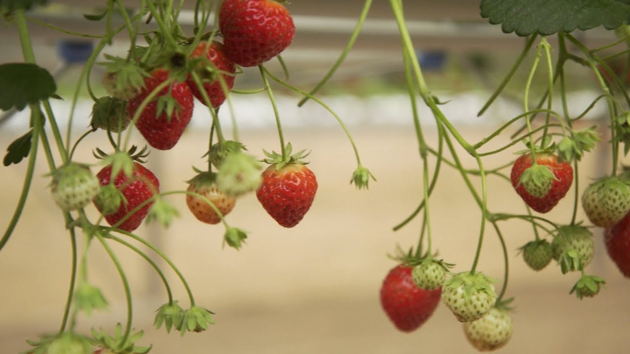 Les Basques aussi ont leurs fraises - Météo à la carte
