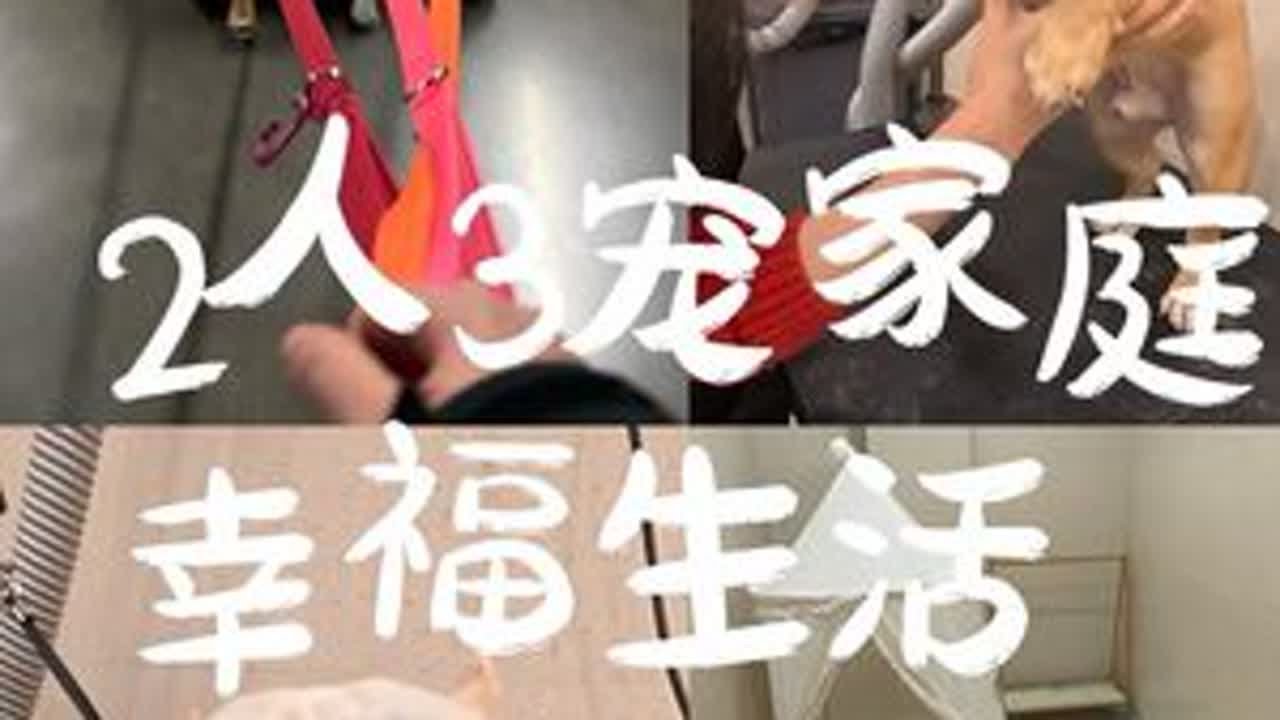 ｜vlog068｜2人3宠家庭幸福生活🏠小狗寄养的第一天…想它想它想它…#法斗 #vlog十亿流量扶持计划 #vlog日常