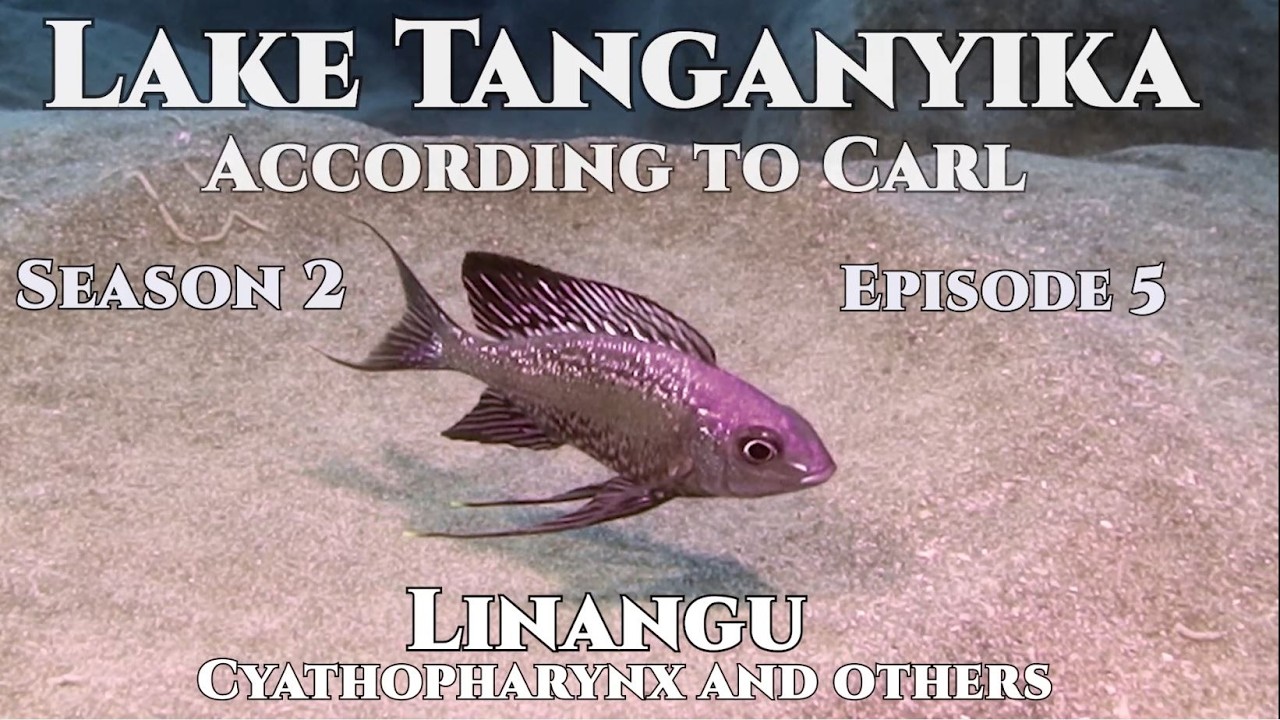 Lake Tanganyika According to Carl. S2E5 Linangu, The Cyathopharynx among others