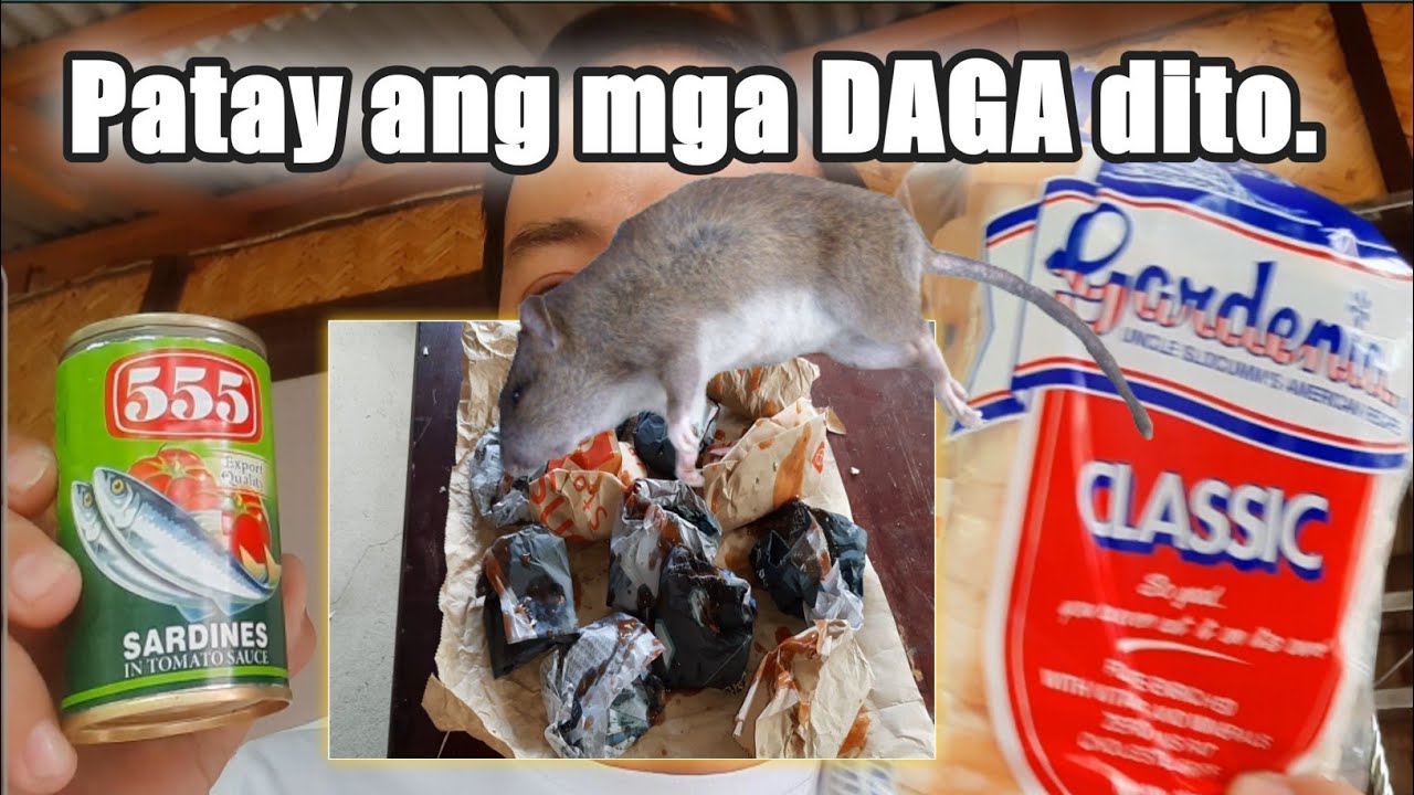 PAANO PUKSAIN ANG MGA DAGA | HOW TO GET RID OF RATS  #rodentcontrol #baiting #effectiveratkiller