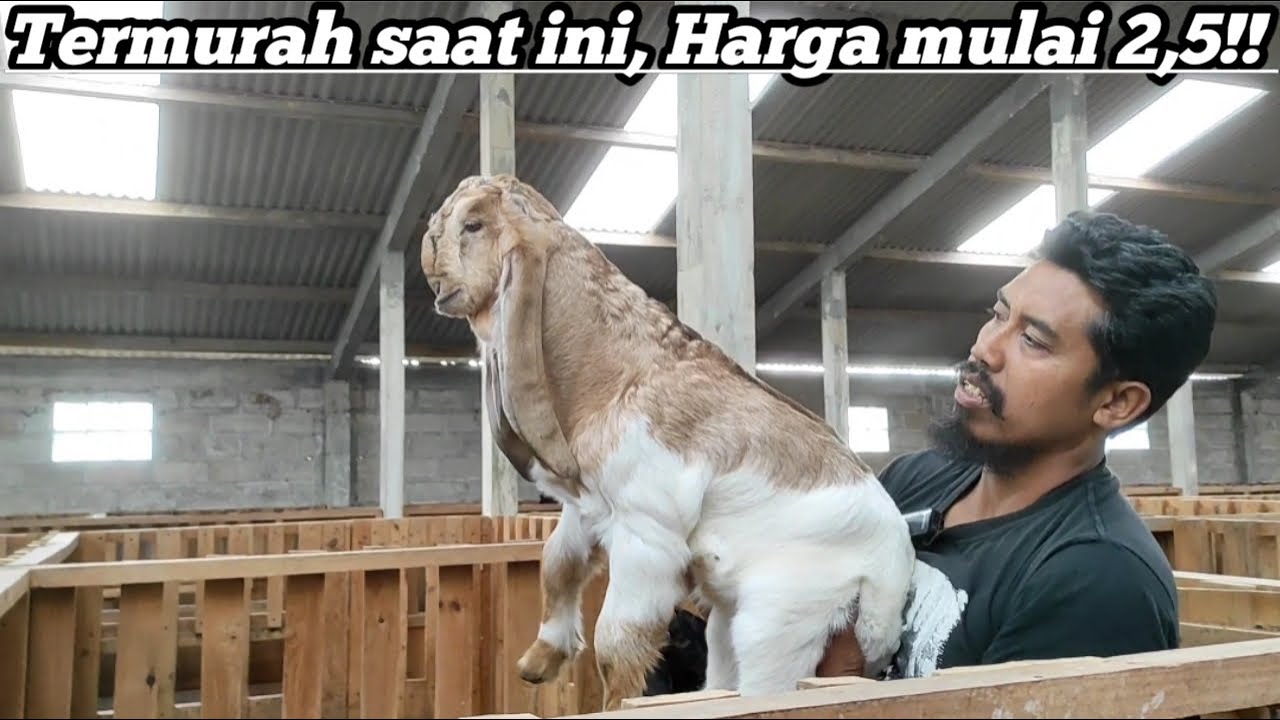 TUMPAH RUAH, HARGA MULAI 2,5 JUTA @alek budi santoso