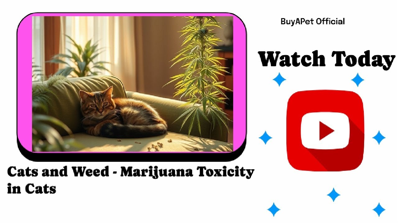 "Shocking Truth: The Dangers of Marijuana for Your Cat! 🐱💨"