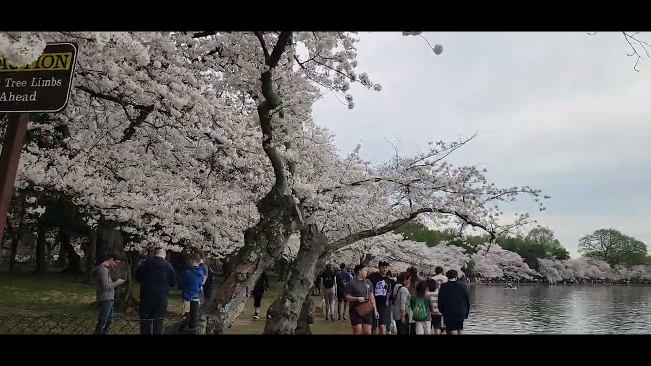 CHERRY BLOSSOMS TIDAL BASIN WASHINGTON DC(వాషింగ్టన్ డిసిలోని చెర్రీ బ్లాసమ్స్ టైడల్ బేసిన్) 000