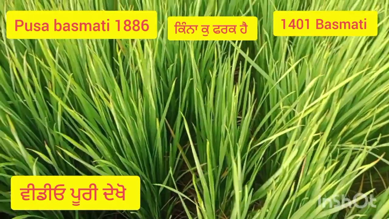 pusa basmati 1886vs 1401