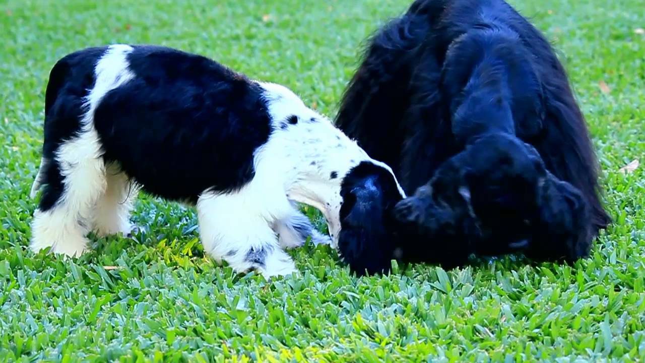El Cocker Spaniel Americano - Patas y Pies
