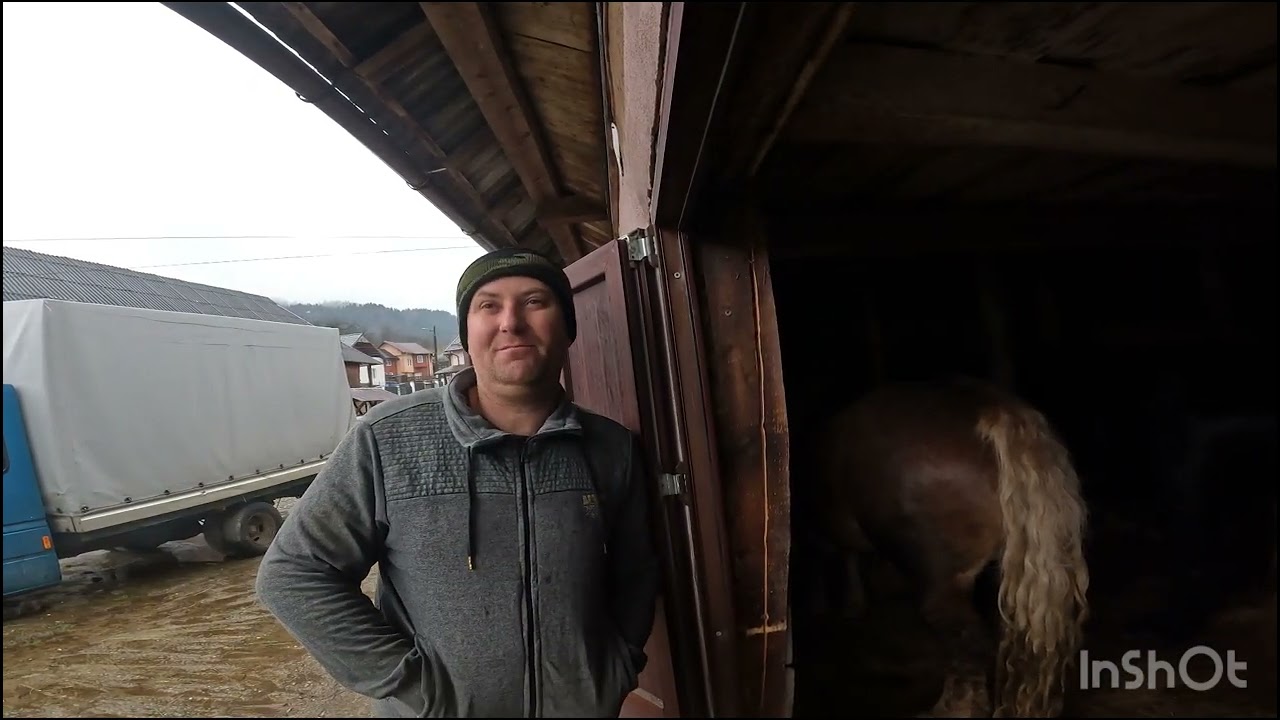 CAI LUI DAN LUCHI DIN LOC MAIERU.BISTRITA-NĂSĂUD .5 EXEMPLARE FRUMOASe
