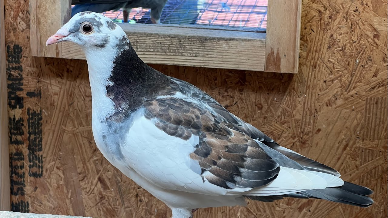 Dark system for pigeon racing team, Birmingham roller pigeons, pigeon breeding and pigeons for sale