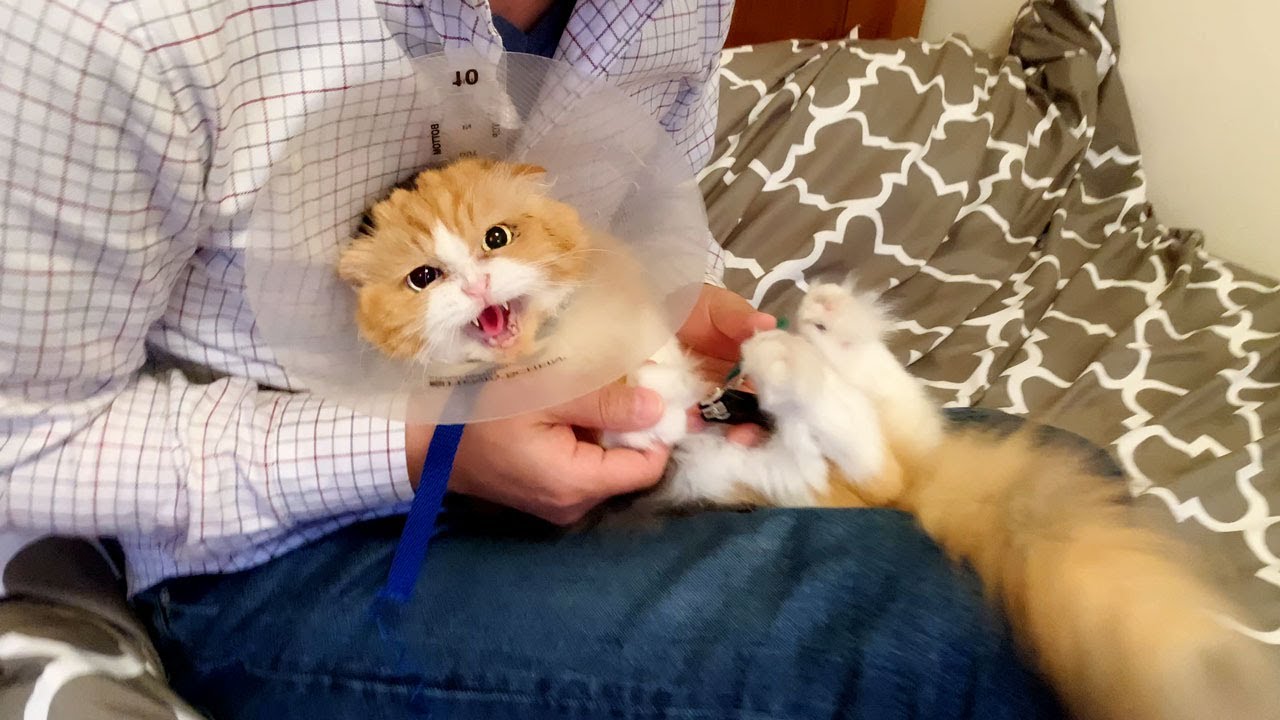 【しゃべる猫】爪切りが怖すぎて大暴れでママに助けを求める猫！【しおちゃん】