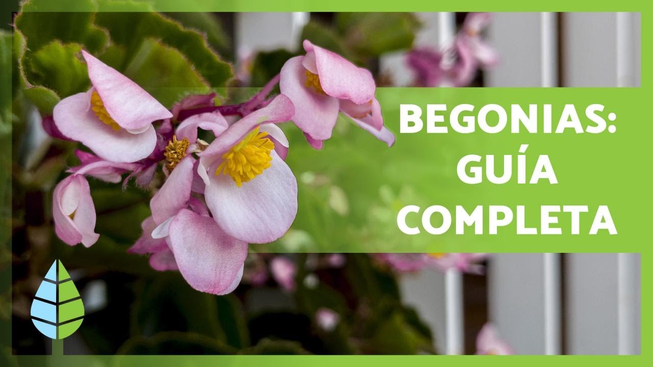 CUIDADOS de las BEGONIAS🌸 Cultivo, riego, reproducci&oacute;n y m&aacute;s