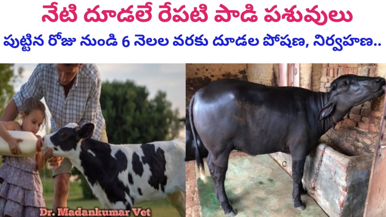 Calf Rearing from Day old to Six months age in Buffalo and Cow Farming Telugu | Dr. Madankumar Vet