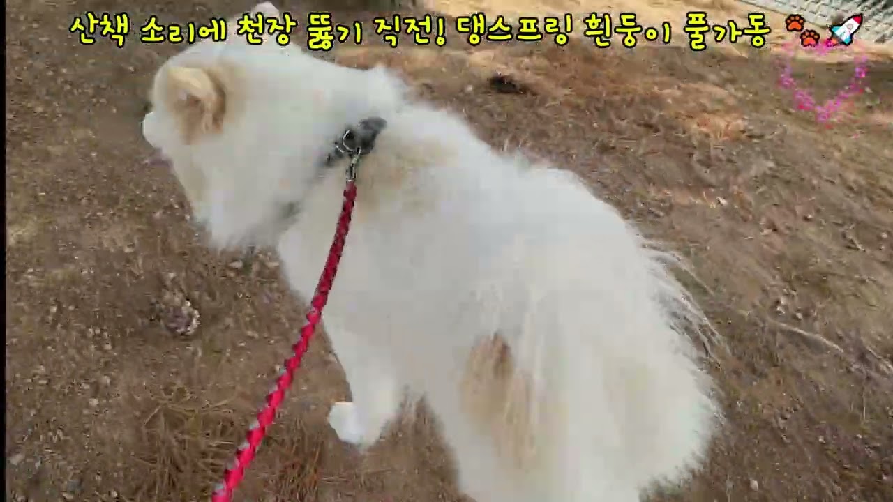 0207 산책소리에 천장 뚫기 직전 댕스프링 흰둥이 풀가동 #흰둥이 #강아지 #강아지일상 #애견영상 #댕댕이  #동물농장강아지 #cutedog #귀여운강아지 #행복한강아지