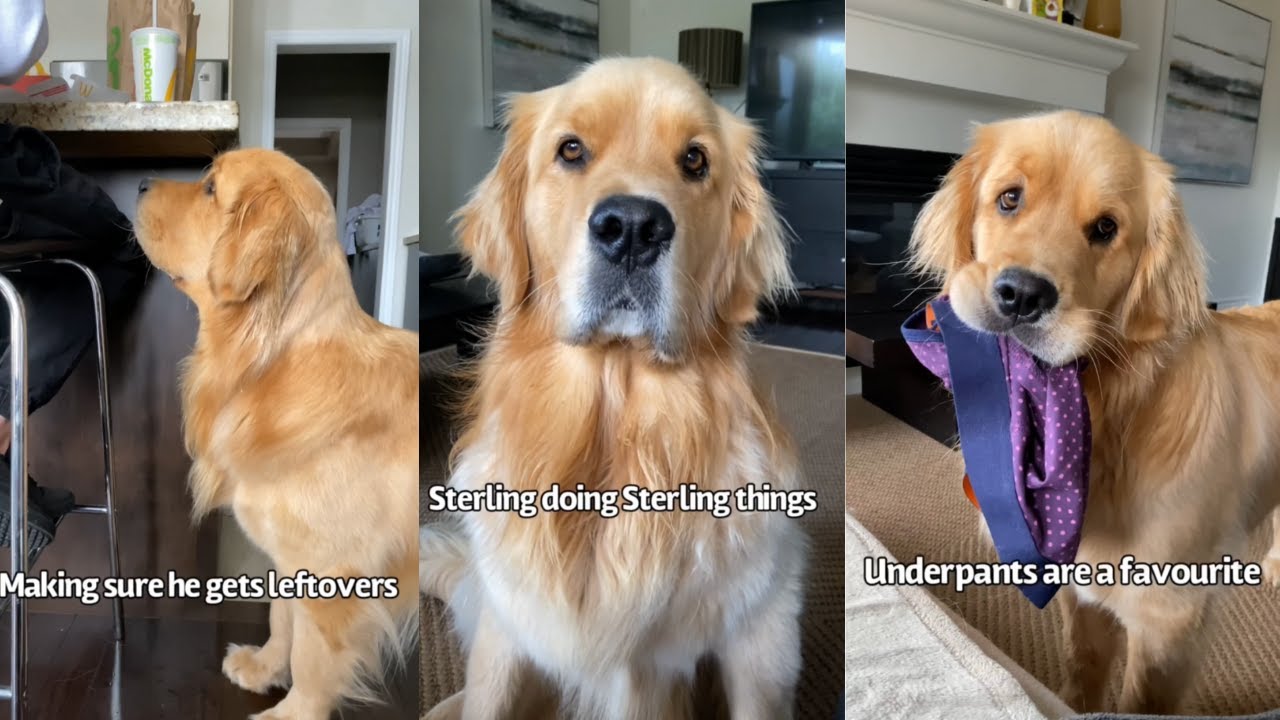 Golden Retriever Has The Cutest Funniest Daily Habits