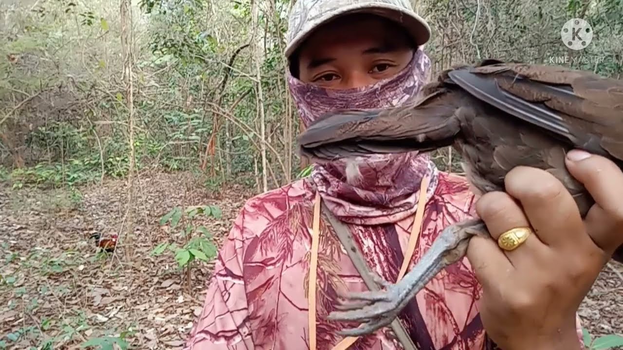 ต่อไก่ป่า ep25 ฝึกไก่ใหม่..ต่อครั้งเเรกหมานมากๆ ปล่อยคืนสู่ธรรมชาติ ต่อไก่เชิงอนุรักษ์[วิถีคนดง]