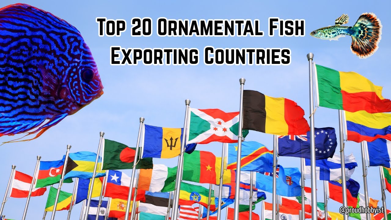 Top 20 Ornamental Fish Exporting Countries in the World | Proud Hobbyist