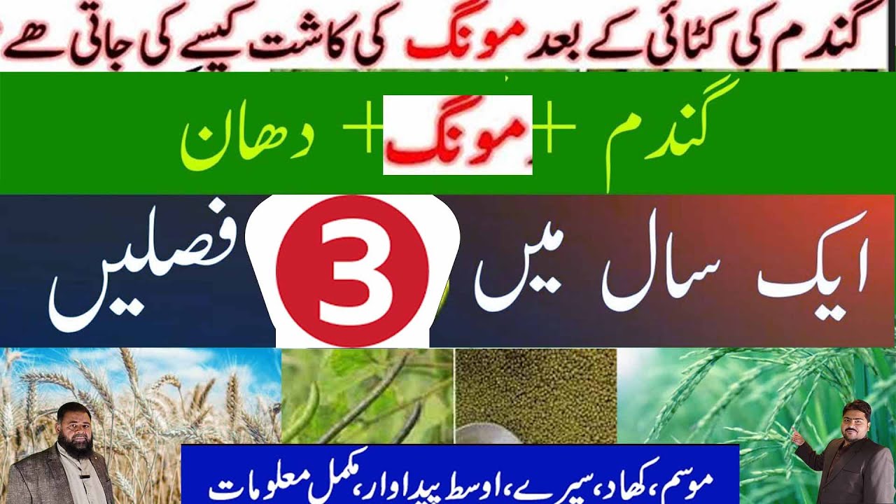 Moong ki kasht in Pakistan | Feasibility of Moong bean after Wheat Crop | AL SYED FARMS | WHEAT