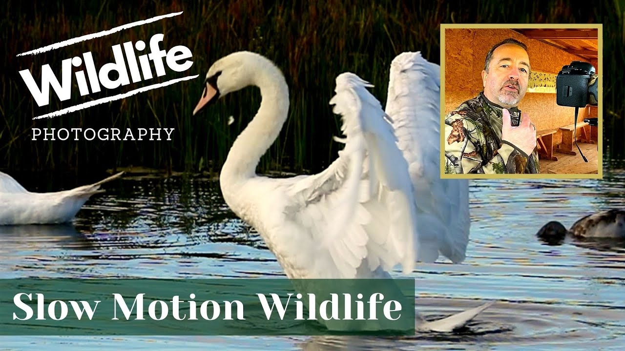 CANON SLOW MOTION SETTINGS 5D MK IV || UK WILDLIFE and NATURE Photography || Summer Leys