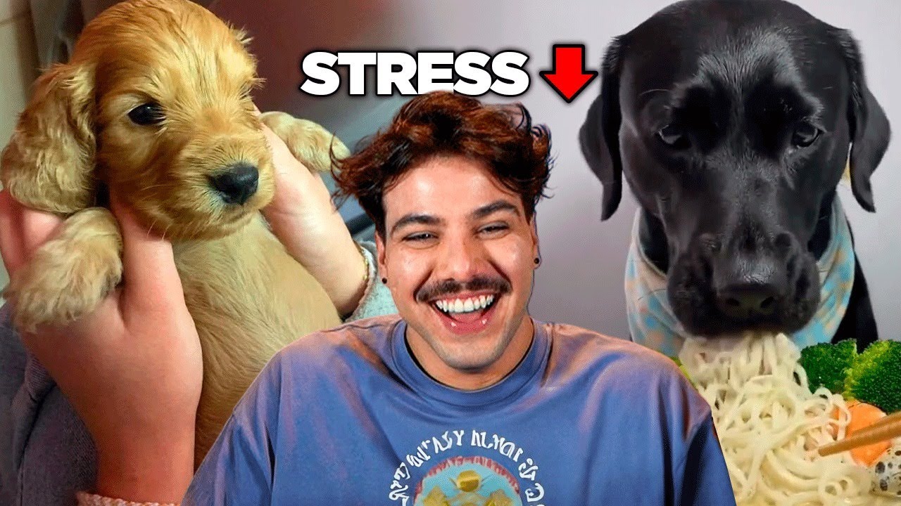 T&aacute; com muito stress? Te juro q esse v&iacute;deo vai te acalmar