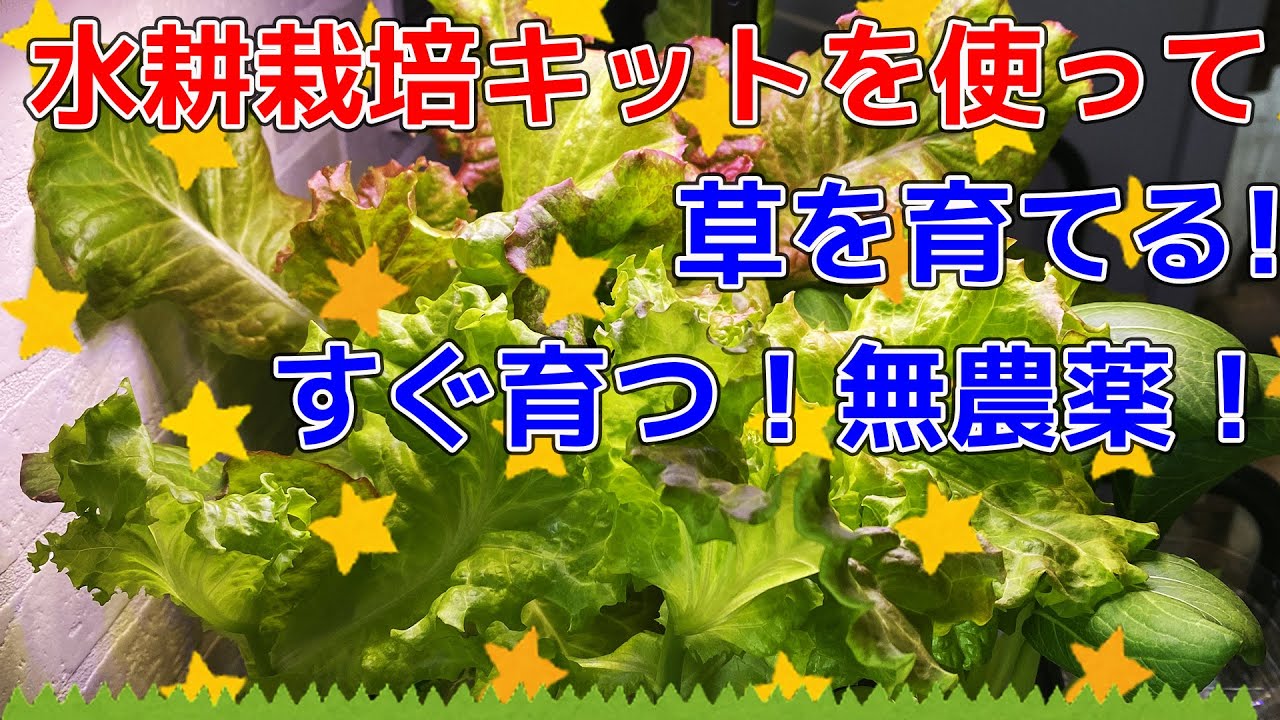 家庭で栽培するならコレ！葉野菜が美味しく取れる水耕栽培キットをレビュー