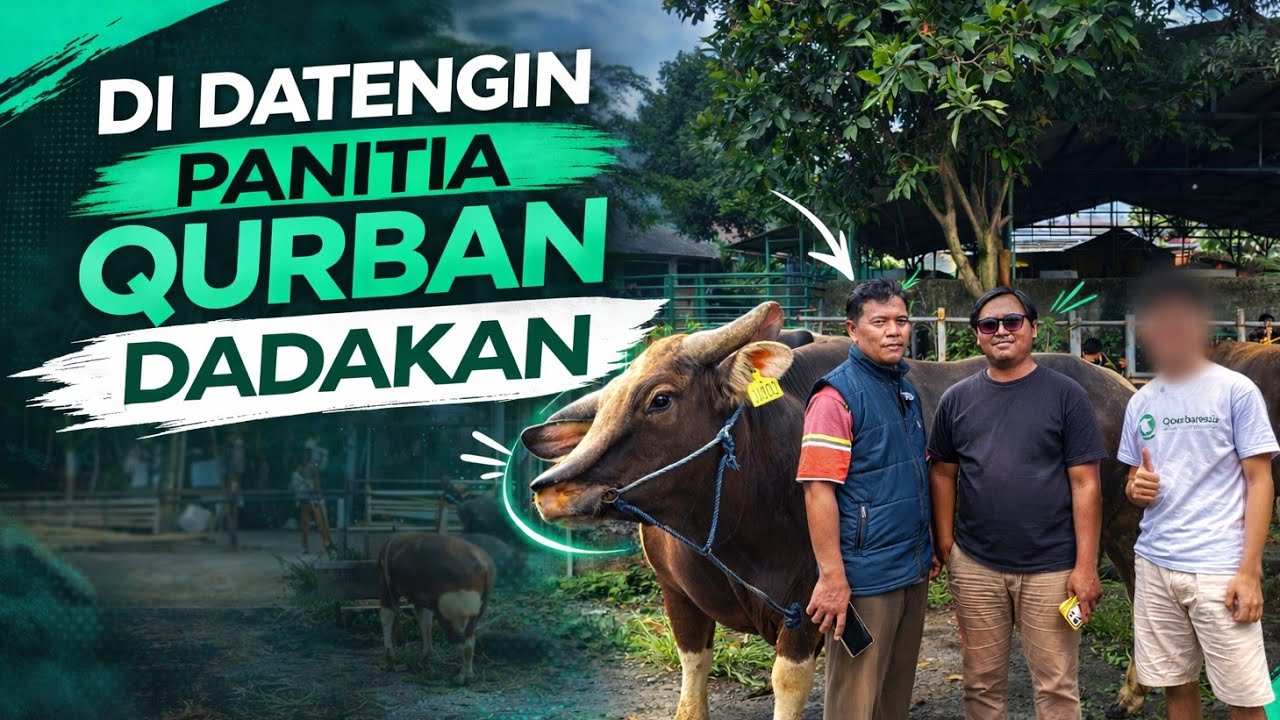 LAGI REVIEW SAPI... EHH ADA PANITIA QURBAN YANG MAMPIR BUAT IKUT PROGRAM TABUNGAN QURBAN! 