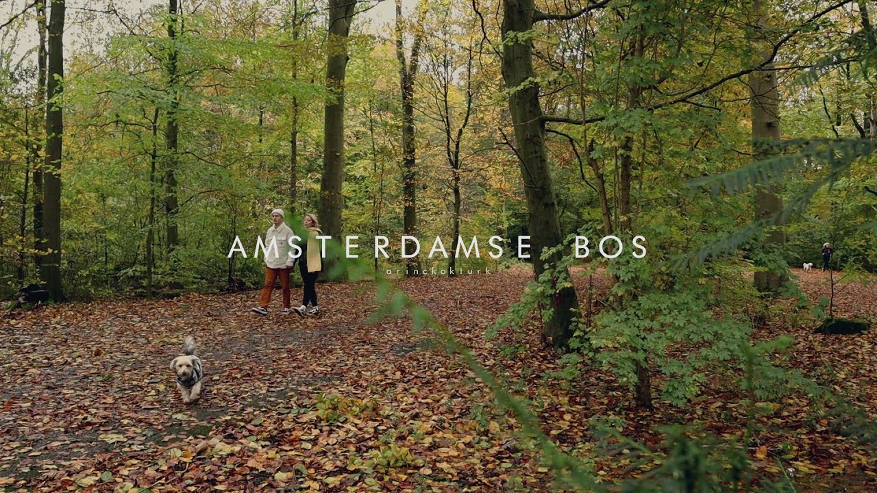 𝕄𝕦𝕤𝕚𝕔 𝕊𝕡𝕠𝕥𝕤 - Amsterdamse Bos | Acoustic • Folk • Ambience Playlist