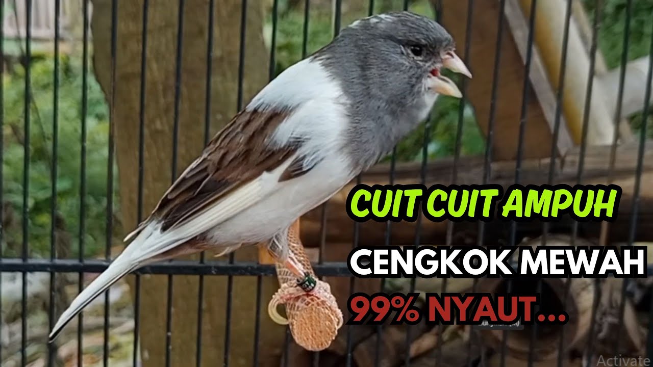 KENARI GACOR  Cuit CUIT BIRAHI SUARA Kenari MASTERAN TERBAIK UNTUK PANCINGAN & MASTERAN Kenari PAUD